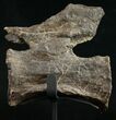 Diplodocus Caudal Vertebra - Dana Quarry #10152-2